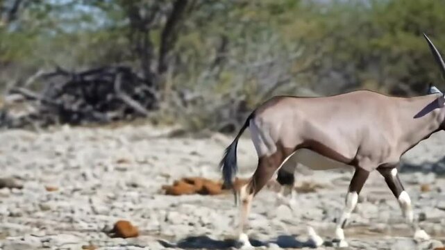 Gemsbok or oryx antelope walking in the African savanna landscape