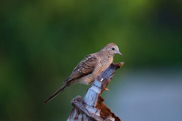 Peaceful Dove perched on dry branches