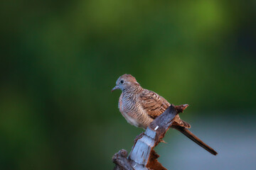 Peaceful Dove perched on dry branches