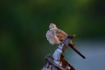 Peaceful Dove perched on dry branches