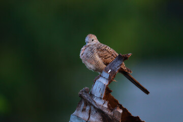 Peaceful Dove perched on dry branches