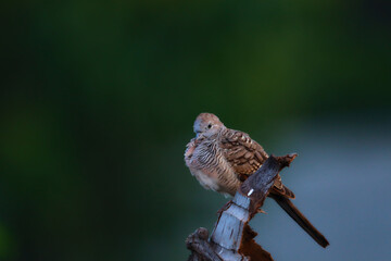 Peaceful Dove perched on dry branches