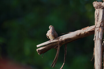 Peaceful Dove perched on dry branches