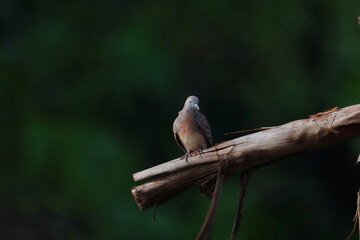 Peaceful Dove perched on dry branches