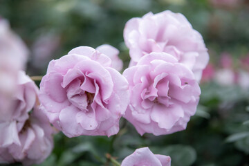 雨粒のついた薄紫のバラの接写