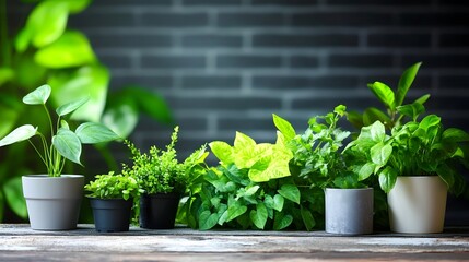 Lush green potted plants arranged on a rustic wooden surface against a dark brick wall