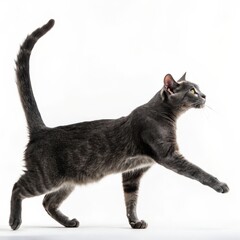 Naklejka premium Elegant Grey Cat Striding Forward on White Background, Domestic Cat ,Pet photography