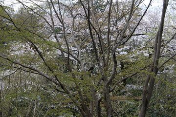 Cherry tree with white blossoms in a natural forest background. Trees with fresh green leaves in spring.	
