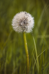 Field plants on a sunny day in June. Blurred background, close-up.