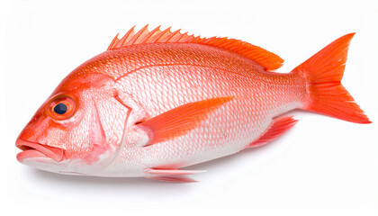 Fototapeta premium Red snapper fish isolated on white background with bright orange scales and fins, showing detailed texture and natural vibrant color in fresh seafood presentation