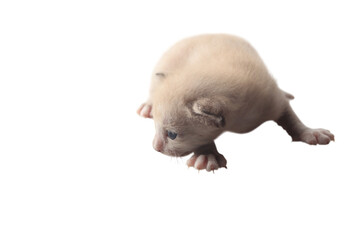 Cute newborn kitten with soft fur and blue eyes, isolated on transparency background, looking curious and playful, perfect for pet and animal themes