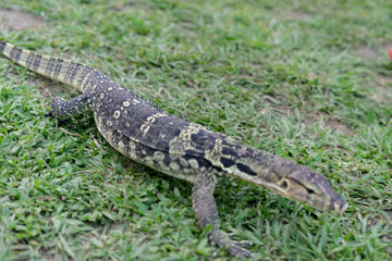 A majestic water monitor lizard rests on a lush green lawn in a public park, its scaly skin glistening under the sunlight. With its long tail, forked tongue, and muscular limbs, the lizard exudes