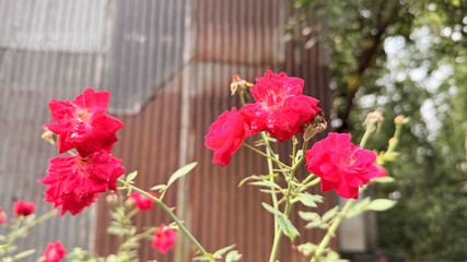 Vibrant red rose blooms stand in sharp contrast against a rustic corrugated metal background outdoors