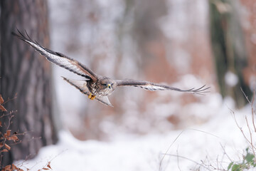 Common buzzard (Buteo buteo) flying low in snowy forest, wings spread, intense gaze, sharp...