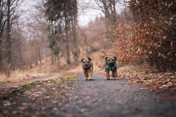 Two Border Terriers (Canis lupus familiaris) running on a forest path, blue and red harnesses, autumn leaves, joyful energy, natural outdoor scene, focus on dogs, blurred background.