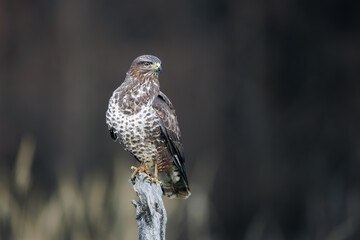 Common buzzard (Buteo buteo) perched on dry branch, sharp gaze, brown and white plumage, dark background, wildlife, bird of prey, nature, close-up, majestic, detailed portrait.