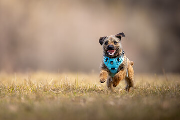 Border Terrier (Canis lupus familiaris) running on dry grass, blue harness, joyful expression, tongue out, natural outdoor scene, action, focus on dog, blurred background, energetic moment.