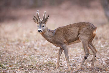 Roe deer (Capreolus capreolus) standing alert among birch trees in spring forest, soft sunlight, antlers, detailed fur, natural habitat, peaceful wildlife scene, blurred background.