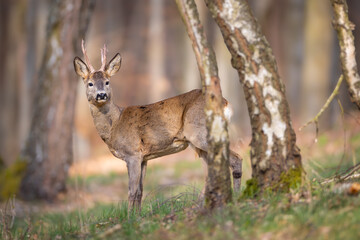 Roe deer (Capreolus capreolus) standing alert among birch trees in spring forest, soft sunlight, antlers, detailed fur, natural habitat, peaceful wildlife scene, blurred background.
