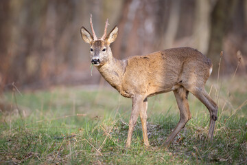 Roe deer (Capreolus capreolus) standing alert among birch trees in spring forest, soft sunlight, antlers, detailed fur, natural habitat, peaceful wildlife scene, blurred background.