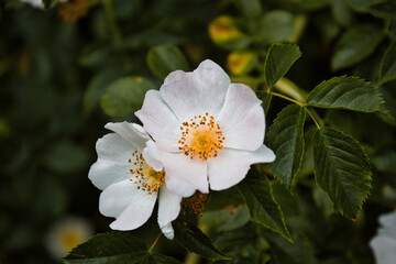 white flowers rose bloom flora leaf closeup