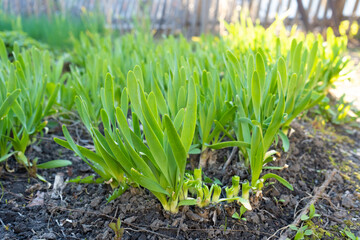 Obraz premium Green allium senescens plants growing in garden bed during spring 