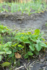 Alpine strawberry plant growing in garden soil with green leaves  
