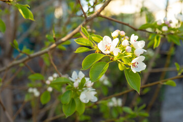 Pyrus communis flowers blooming on branch with green leaves in spring  