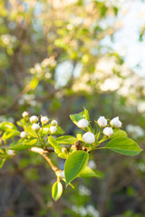 Pear blossoms on branch with green leaves against blurred background  