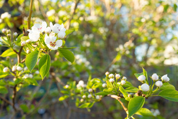 Pear tree blossoms with green leaves in sunlight during spring  