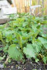 Early nettle plants growing in garden bed during spring season  