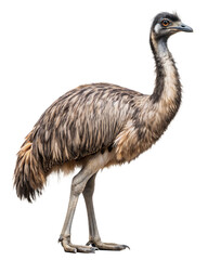 side view of an emu bird isolated on white background,PNG