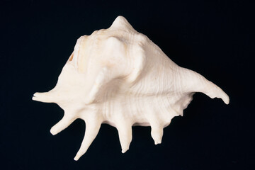 Naklejka premium seashell on black background