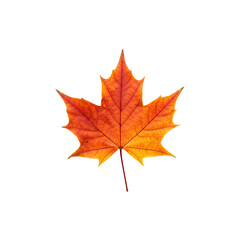 Fototapeta premium Vibrant orange and red autumn leaf isolated on a white background