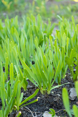 Allium senescens plants growing in garden soil during spring  