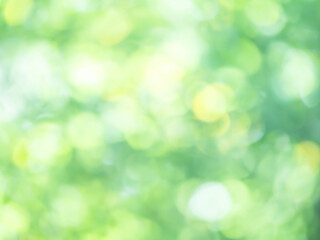 新緑の木漏れ日の様子。爽やかな光の風景。