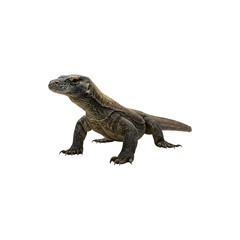 Obraz premium Komodo dragon or monitor lizard, symbolizing wild reptiles and exotic wildlife