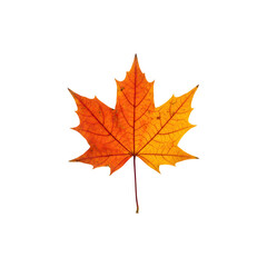 Fototapeta premium Orange maple leaf symbolizing fall season