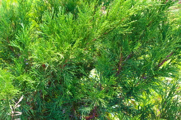 Green branches of thuja