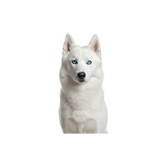 Fototapeta premium White husky dog with piercing blue eyes and fluffy fur