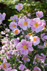 Beautiful blooming anemone hupehensis flowers in the autumn garden.