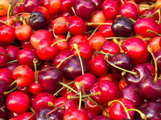 Vibrant assortment of fresh red and purple cherries