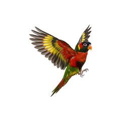 Obraz premium Vibrant red parrot flying with outstretched wings and tail