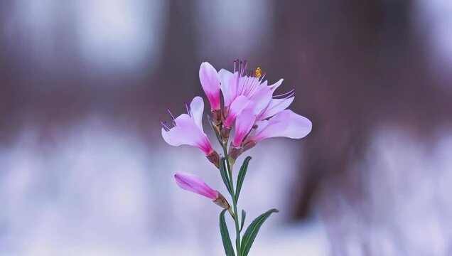 Timelapse of a hellebore blooming with muted pink-green petals in moody, elegant morning light, capturing serene winter beauty. Created with generated AI.