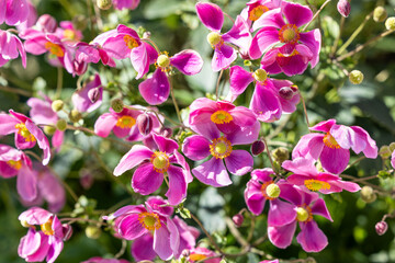 Beautiful anemone hupehensis Diana flower blooming in the garden.