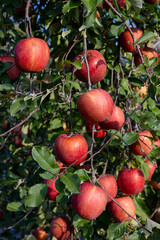 The Chiyuki, a delicious apple variety from the orchard.