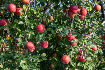 The Chiyuki, a delicious apple variety from the orchard.