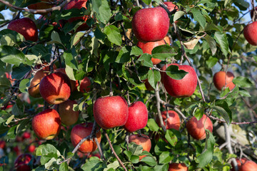 The Chiyuki, a delicious apple variety from the orchard.