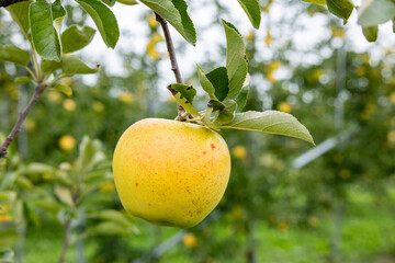 Gunma Meigetsu, a delicious apple variety in the orchard.
