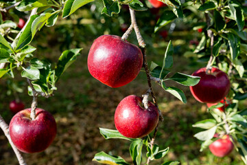 Akibae of delicious apple varieties in the orchard.